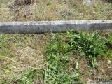 image of grave number 828593